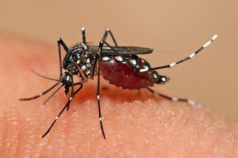 Zika mosquito deals