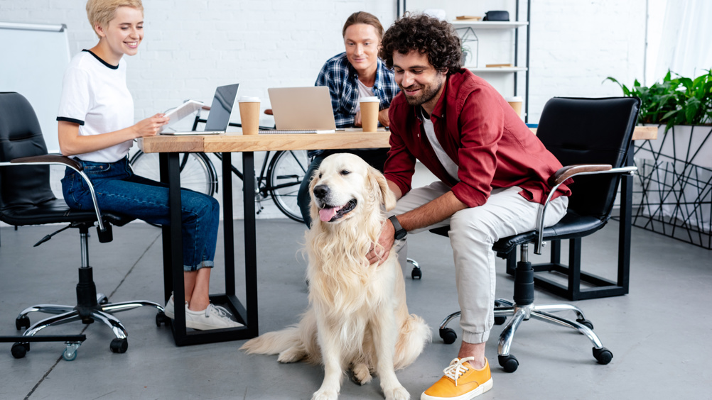 HR Magazine – Should HR introduce more dog-friendly policies?